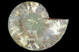 Agatized Ammonite Fossil (Half) - Madagascar #125050-1